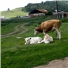 На юге Красноярского края у коров обнаружили опасную инфекцию. Объявлен карантин