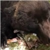 Под Железногорском застрелили голодного медведя-шатуна (видео)
