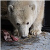 «Дикси, Вьюжка или Юлайка»: красноярцы предлагают имена для новой медведицы «Роева ручья»