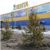 Вместо «серых заборов» в Красноярске начали высаживать сосны