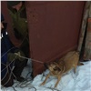 Ветеран ГИБДД спас провалившуюся в подвал агрессивную собаку