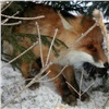 Голодная рыжая лисица подошла к жилому дому на севере Красноярского края 