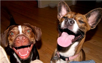 «Зверьё моё»: как новый закон о животных повлияет на жизнь красноярцев