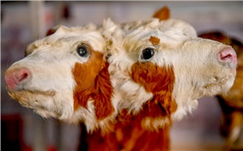 Двухголовые телята, картина в яйце и автограф Бонапарта: что скрывают красноярские музеи