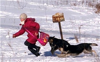 «Думала, мне конец...»: истории красноярцев, уцелевших после нападения бездомных псов