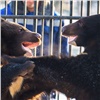 Гималайские медвежата устроили «вольную борьбу» в зоопарке Красноярска
