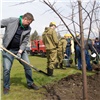 На Брянской в Красноярске высадили 50 деревьев