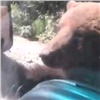 На красноярской трассе прикормленный пирожком медведь снова вышел к людям (видео)