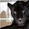 В Красноярском зоопарке из вольера сбежал ягуар