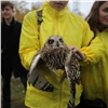 В Красноярске школьница спасла сову со сломанным крылом