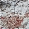 Красноярец обнаружил на правобережье огромную свалку костей (видео)