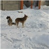 Самое интересное в Красноярске за 25 февраля: опять собаки, опять заборчики и опять про воздух