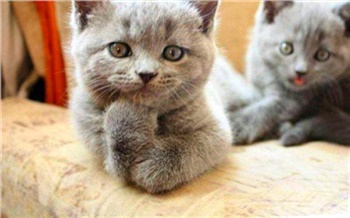 Бесплатные фильмы, сериалы и книги: как пережить карантин коронавируса и не сойти с ума от скуки