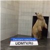 Красноярская медведица две недели просидела на карантине в зоопарке Ижевска. Скоро выйдет к посетителям (видео)