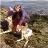 Красноярцы спасли замерзшую косулю возле Удачного (видео)