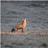 В нацпарке на юге Красноярского края лисица устроила «охоту» за фотографом
