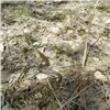 Красноярца укусила гадюка во время прогулки по Торгашинскому хребту (видео)