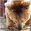 В «Роевом ручье» искупали медведя Памира (видео)