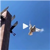 В небо Красноярска выпустили 75 белых голубей в честь 75-летия исторического Парада Победы (видео)