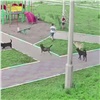 «Почувствовали себя хозяевами»: в Тихих зорях огромная стая собак выгнала с дворовой площадки детей (видео)