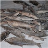 Жителя Дудинки задержали за незаконный вылов 350 кг рыбы ценных пород (видео)