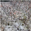 В Красноярском крае выпал первый снег