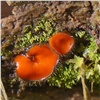 В красноярском нацпарке сфотографировали гриб с ресницами