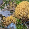 В красноярском нацпарке сфотографировали похожий на коралл гриб без ножки и шляпки