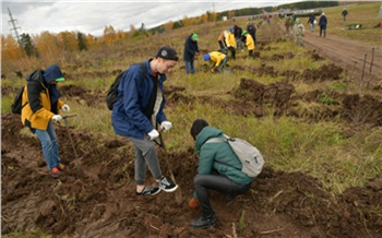 «У потомков будут ели и кедры»: как красноярцы помогают восстанавливать лес