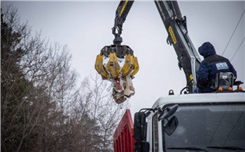 «От грамотного обращения с отходами зависит безопасность полетов»: в приаэродромной зоне Красноярска ликвидировали свалку