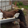 «Изо рта шла пена»: неизвестные отравили трех лабрадоров у красноярской заводчицы собак