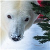 В красноярском зоопарке белым медведям нарядили елку и подарили вкусные подарки