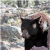 В Красноярском крае убьют четырех медведей