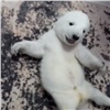 Зоологи показали мило катающегося на спине сына красноярского белого медведя Седова (видео)