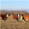 Сельхозпредприятия Красноярского края экспортировали племенных нетелей и лошадей в Казахстан и Киргизию