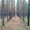 В Красноярском крае руководитель лесничества с подельниками спилили деревьев на 8 миллионов рублей (видео)