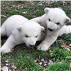 Детёнышам красноярского белого медведя Седова выбрали клички (видео)