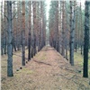В Красноярске за год посадят 2,5 тысячи новых деревьев и заменят те, которые не пережили зиму 