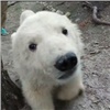 Зоологи показали игры подросших детёнышей красноярского медведя Седова (видео)