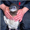 В Красноярске выбрали имя для родившегося в зоопарке пингвиненка 
