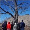 Жители Академгородка заступились за дерево, которое хотят срубить из-за детского сада