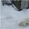 «Местные уже привыкли»: в поселок Диксон снова пришли белые медведи (видео)