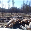 «Чёрный лесоруб» из Красноярского края спилил деревьев на 11 миллионов рублей