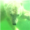 Спасенную в Красноярском крае белую медведицу перевезут из Московского зоопарка в Екатеринбург (видео)