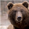 На Ергаках разрешили отстрелить еще пять медведей