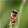 Следователи начали проверку гибели пчел в Боготольском районе 