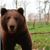 «Из-за угрозы для здоровья и безопасности»: еще трех медведей отстреляют в Балахтинском районе