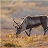Режим ЧС введен на севере Красноярского края из-за массовой гибели оленей