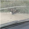 «Он там постоянно тусит»: возле Северо-Енисейска сняли вышедшего на дорогу медведя (видео)