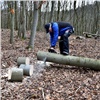 В Красноярском крае очередной «черный лесоруб» спилил деревья на 4 миллиона рублей